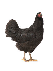 Black chicken isolated on a white background.