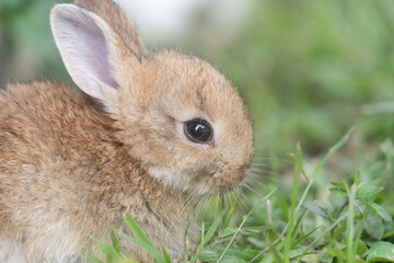 A cute baby rabbit was running and biting the grass in the yard. Rabbits are small animals that...