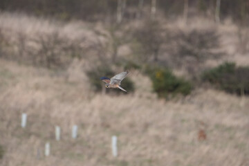A Kestrel flies through the Yorkshire sky.