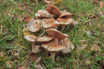 Mehrere Pilze wachsen dicht nebeneinander in einer herbtlichen feuchten Wiese mit Blättern an einem Hang
