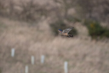 A Kestrel flies through the Yorkshire sky.