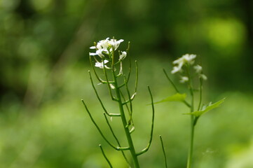 макро, цветок, растение, лето
