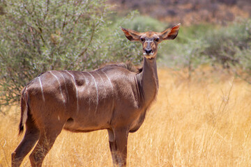 Greater kudu (antelope) standing in African bushes.