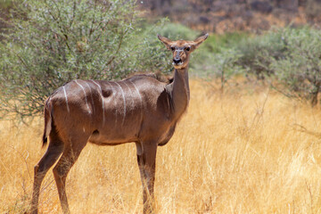 Naklejka na ściany i meble Greater kudu (antelope) standing in African bushes.