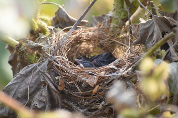 bird nest on the tree