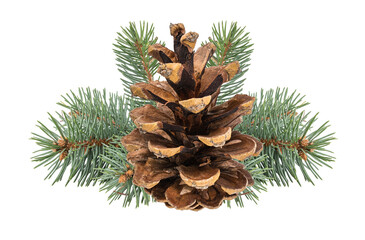 Pinecone isolated on white background with clipping path