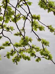 Elm Tree in Spring 