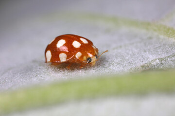 ladybug on green leaves, North China