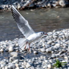 Mouette en vol