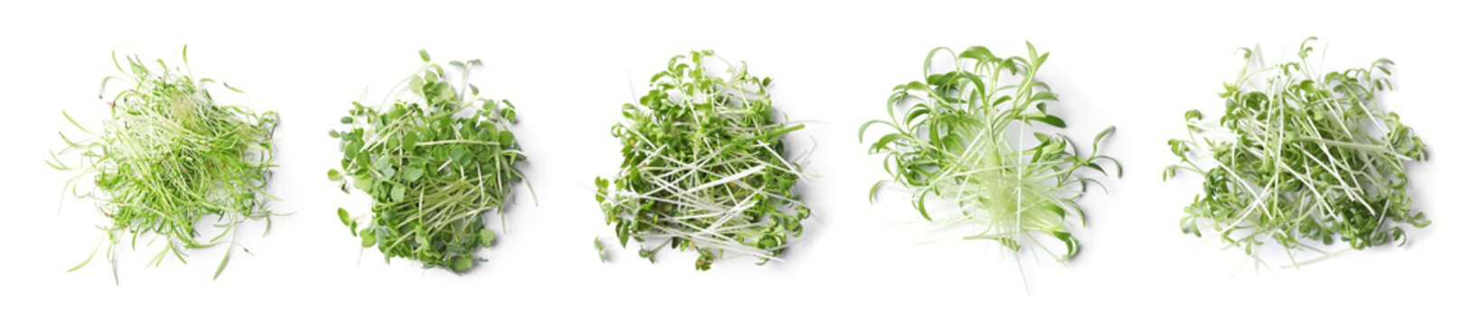 Set of different fresh microgreens on white background, top view. Banner design