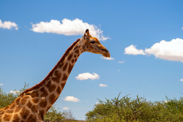 Wild african life. A large common South African giraffe on the summer blue sky.
