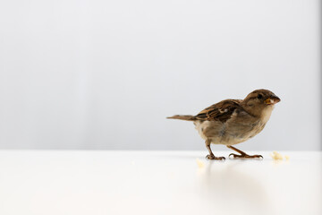 Sparrows as the most common birds in human environment. Eurasian tree sparrow (Passer montanus) in dynamics isolated on white background