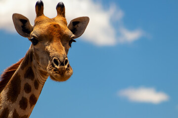 Naklejka premium Wild african life. A large common South African giraffe on the summer blue sky.