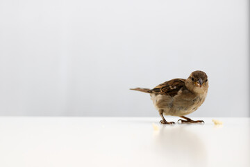 Sparrows as the most common birds in human environment. Eurasian tree sparrow (Passer montanus) in...