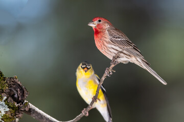 Curious House Finch Perched in a Tree with an American Goldfinch