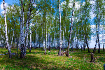  Birch grove on a sunny day.