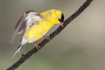 American Goldfinch Perched in a Tree