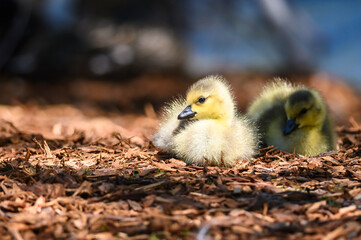 Newborn Gosling Resting Quietly on the Soft Ground