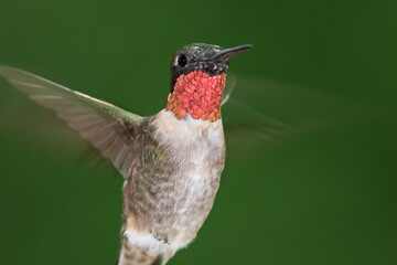 Ruby Throated Hummingbird Hovering in the Green Forest