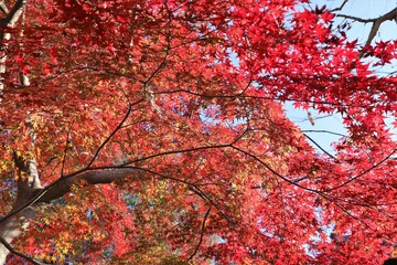 奈良公園の紅葉