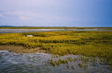 Salicorne d'Europe, Salicornia europaea, Ile aux Oiseaux, Bassin d'Arcachon, 33, Gironde