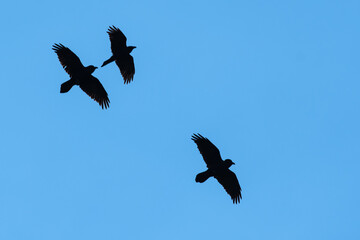 Three Common Ravens Flying in a Blue Sky