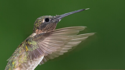 Ruby Throated Hummingbird Hovering in the Green Forest
