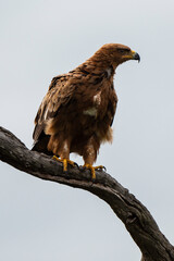 Aigle ravisseur,.Aquila rapax , Tawny Eagle