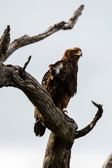 Aigle ravisseur,.Aquila rapax , Tawny Eagle