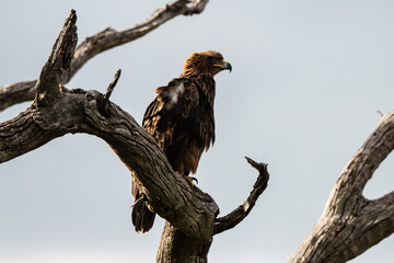 Aigle ravisseur,.Aquila rapax , Tawny Eagle