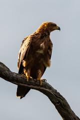 Aigle ravisseur,.Aquila rapax , Tawny Eagle
