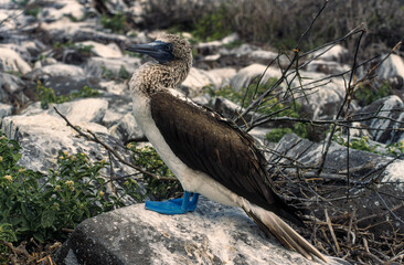 Fou à pieds bleus,.Sula nebouxii, Blue footed Booby