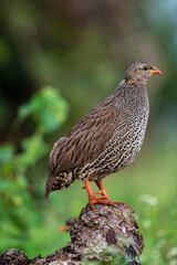 Francolin du Natal,.Pternistis natalensis, Natal Spurfowl