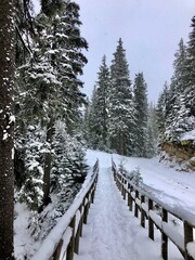 winter forest in the snow