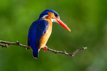 Martin pêcheur huppé, martin pêcheur malachite, .Corythornis cristatus, Malachite Kingfisher