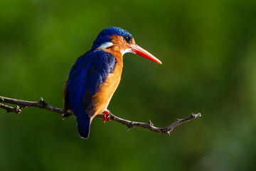 Martin pêcheur huppé, martin pêcheur malachite, .Corythornis cristatus, Malachite Kingfisher