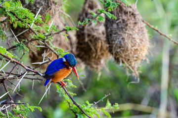 Martin pêcheur huppé, martin pêcheur malachite, .Corythornis cristatus, Malachite Kingfisher