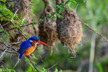 Martin pêcheur huppé, martin pêcheur malachite, .Corythornis cristatus, Malachite Kingfisher