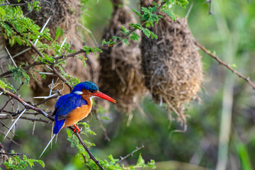 Martin pêcheur huppé, martin pêcheur malachite, .Corythornis cristatus, Malachite Kingfisher