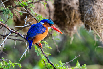 Martin pêcheur huppé, martin pêcheur malachite, .Corythornis cristatus, Malachite Kingfisher
