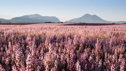 Sunset on sage field 