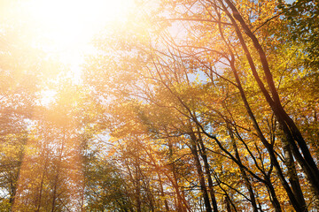 Autumn forest background