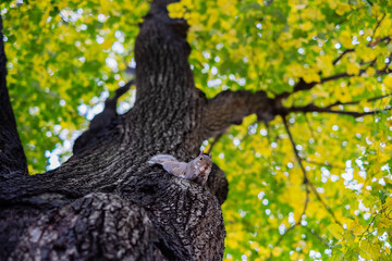 Obraz premium Squirrel on a tree with food looking at the camera. Autumnal background in central park