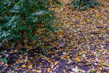 Squirrel on the floor full of autumn leaves. Central Park New York
