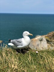 seagull on rock
