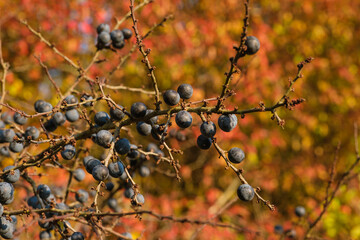Schlehen / Früchte des Schlehdorn (lat.: Prunus spinosa) in einer Schlehenhecke in einer...