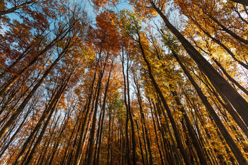 Naklejka premium Autumn forest background