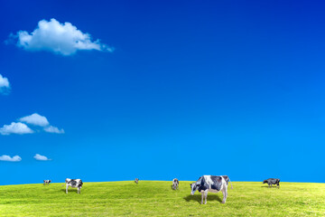 Obraz na płótnie Canvas 青空背景に丘陵の牧場で草を食む数頭の牛