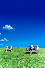 Fototapeta na wymiar 青空背景に丘陵の牧場で草を食む数頭の牛