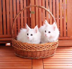 Fototapeta na wymiar White maine coons on a wooden background